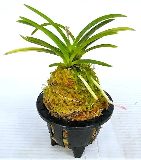 Neof. falcata