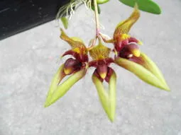 Bulbophyllum Pingtungense