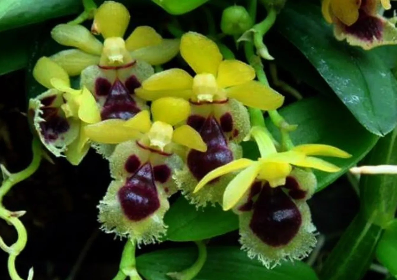 Haraella retrocala