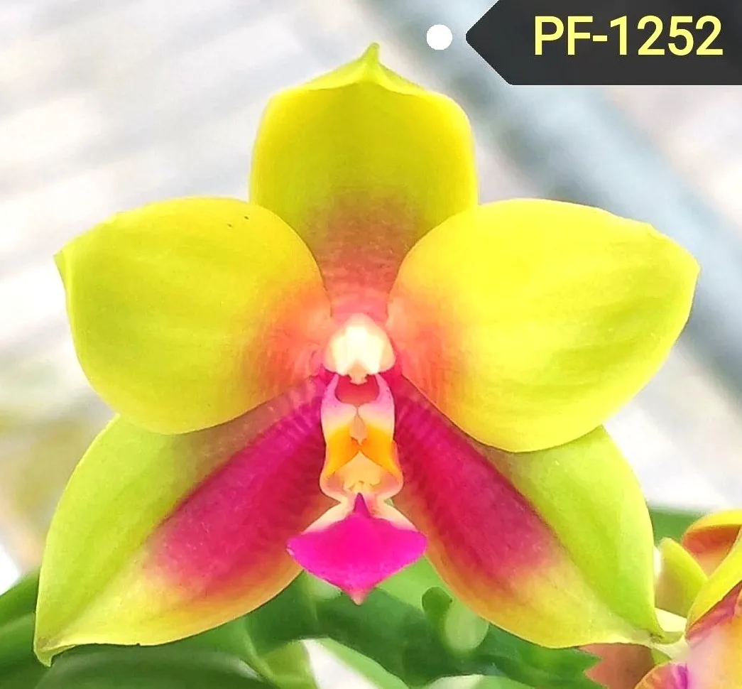 P. Profar Green Jade