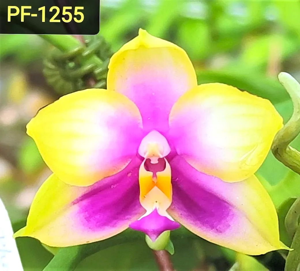 P. Profar Happy Melody