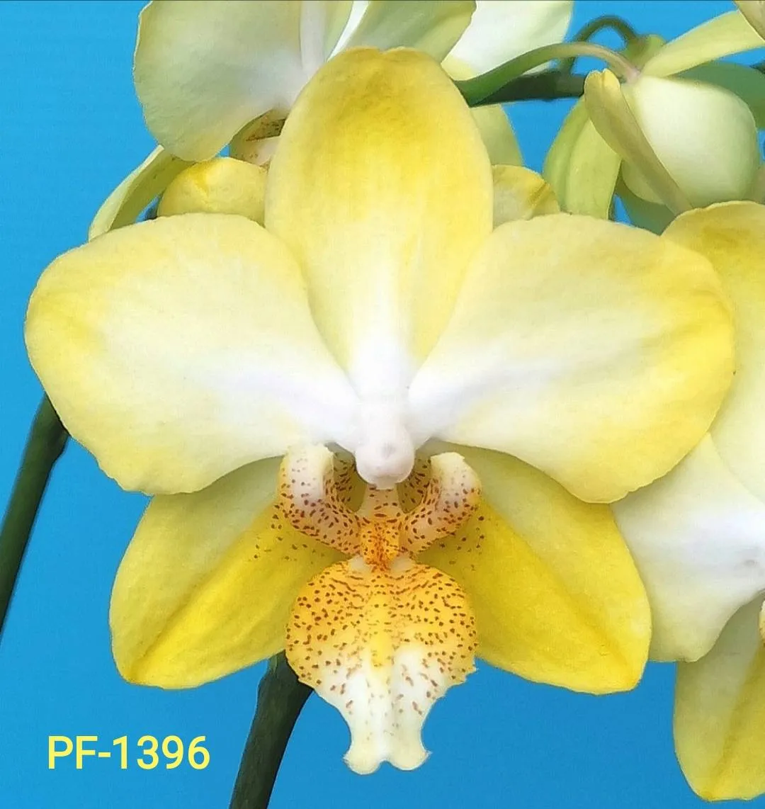 P. Profar Golden White