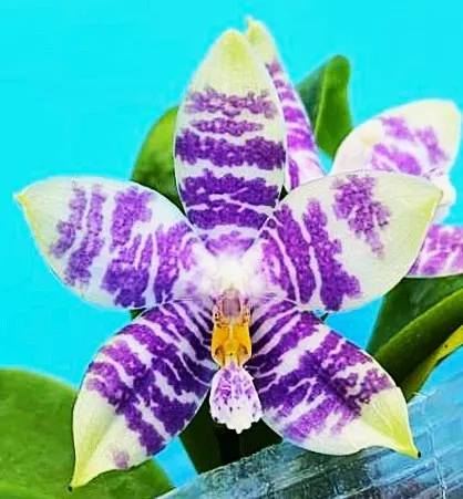 P. Profar Blue Peacock
