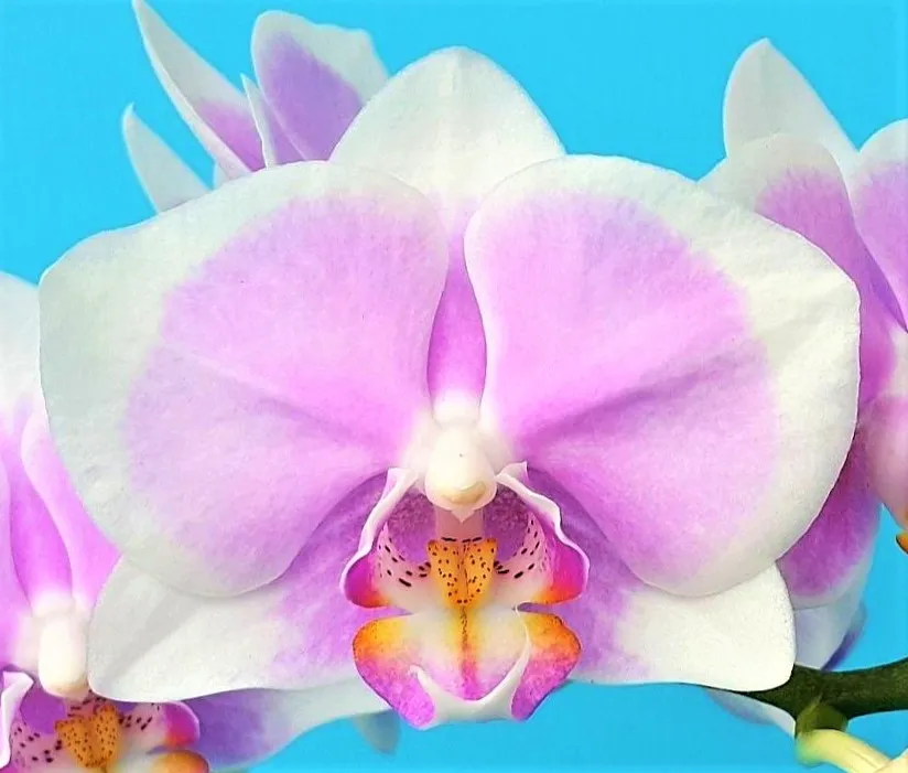 P. Profar Pink Face