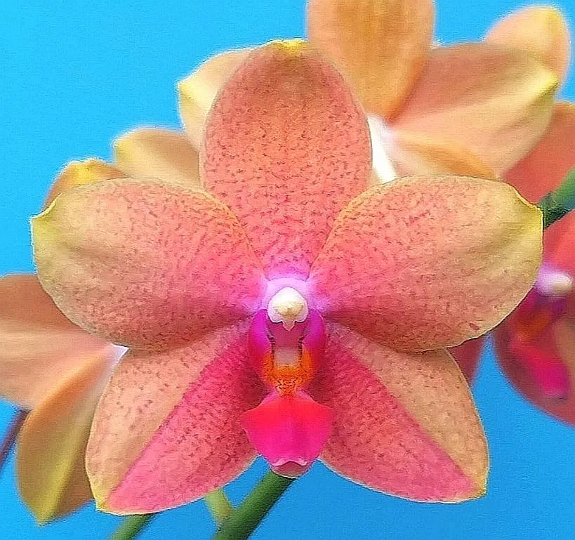 P. Profar Orange Star