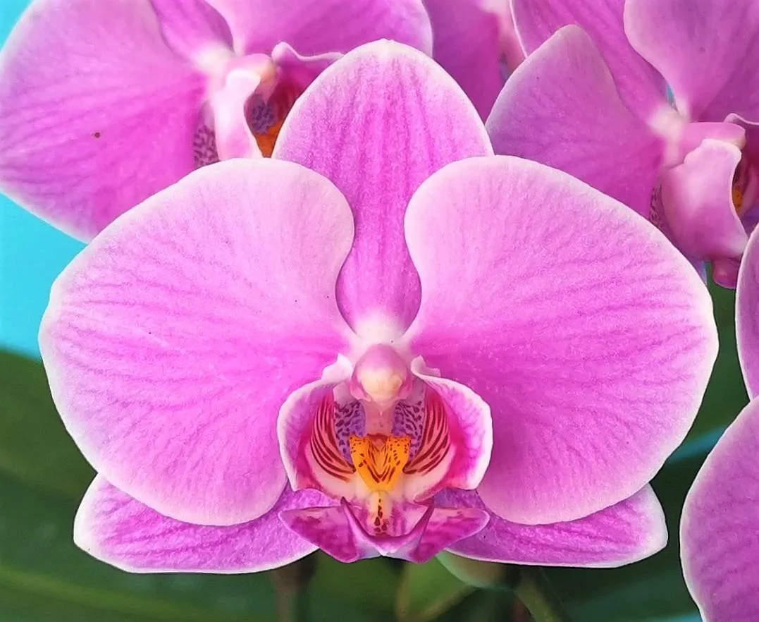 P. Profar Pink Memory