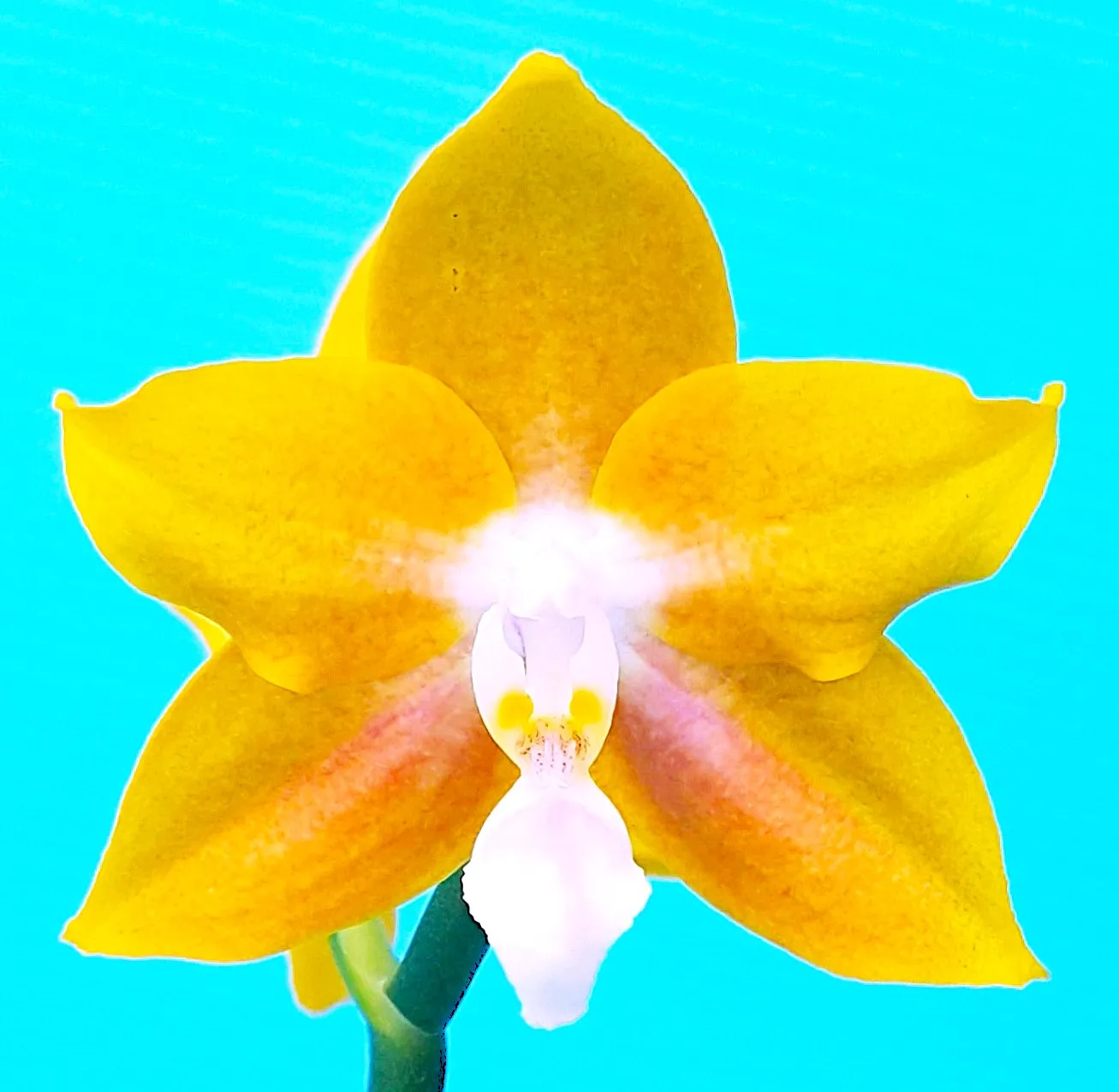P. Profar Golden White Lip