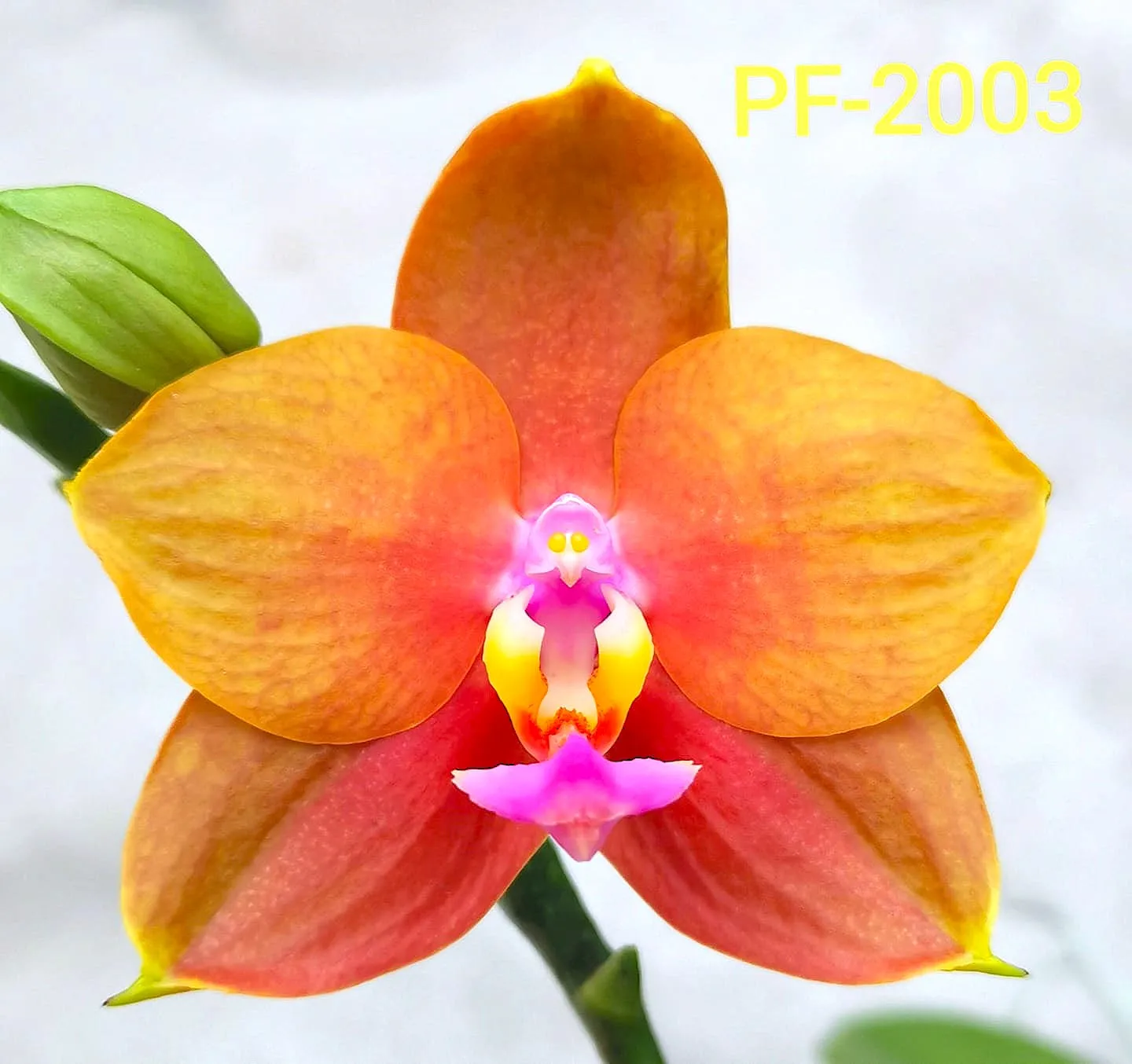 P. Profar Holy Light