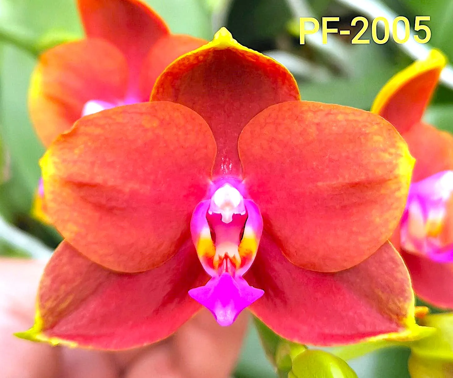 P. Profar Orange Queen