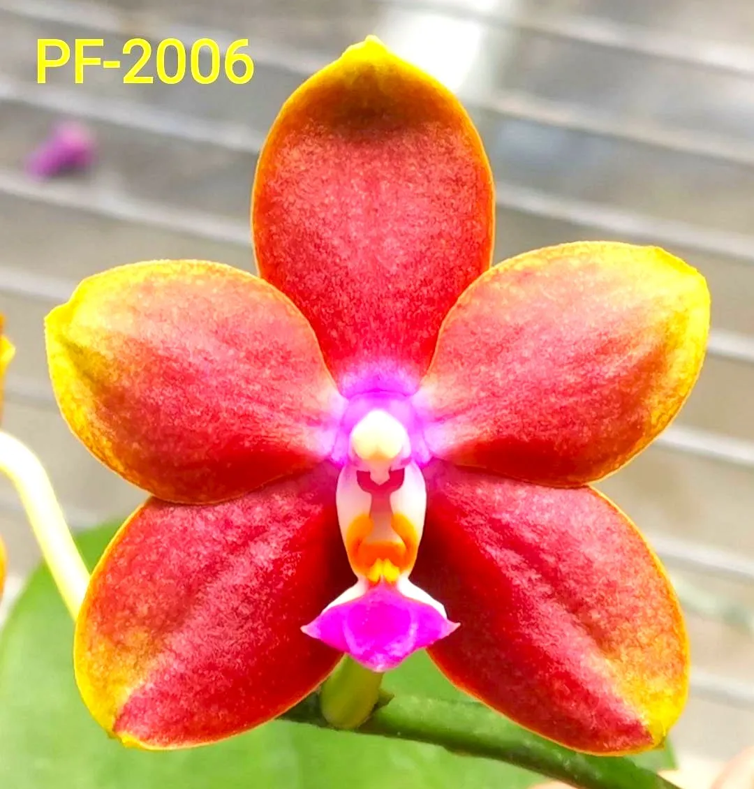 P. Profar Ruby Lady