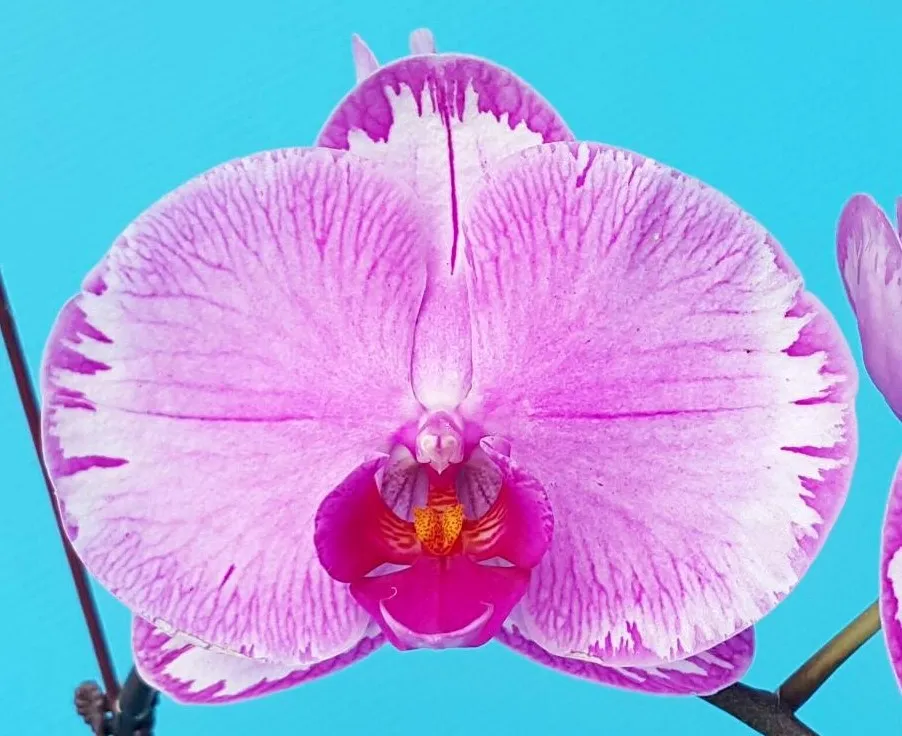 P. Profar Angel Queen