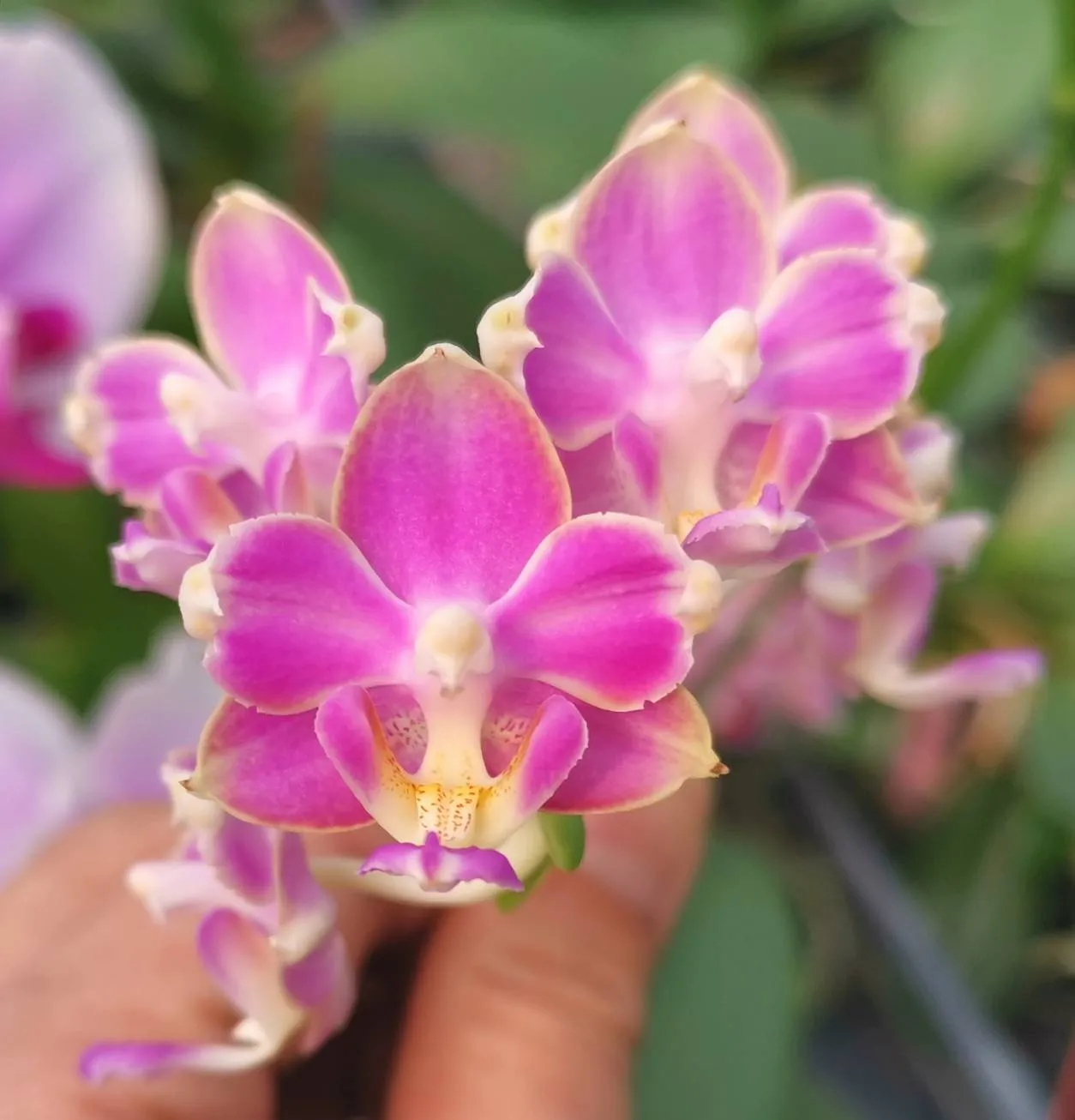 P. Profar Pink Dew