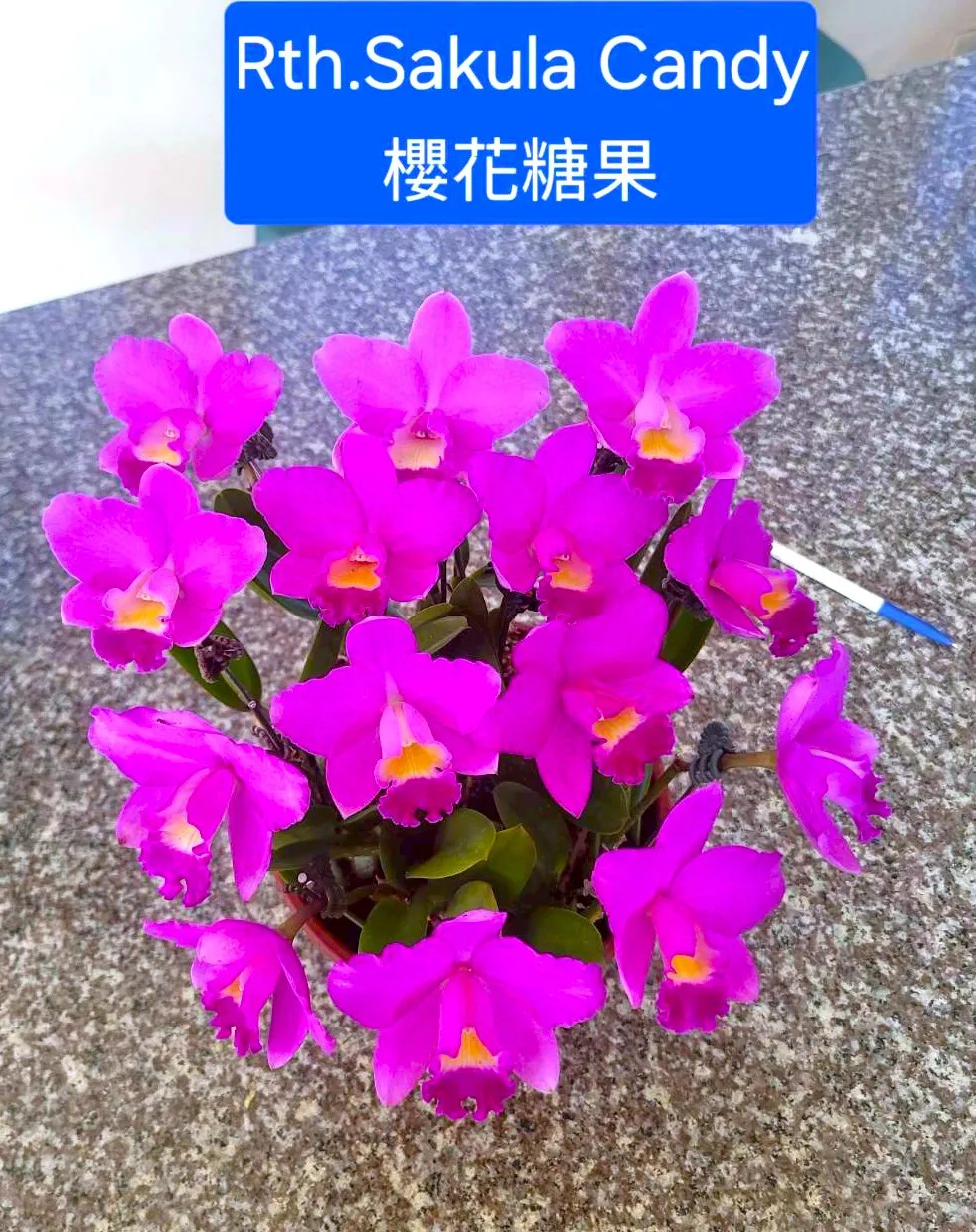 Rth. Sakula Candy