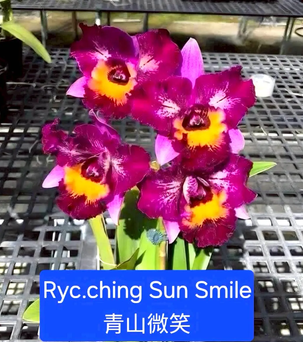 Ryc. Ching Sun Smile