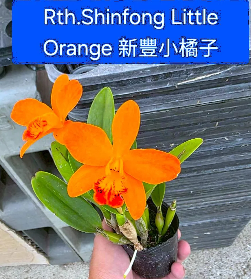 Rth. Shinfong Little Orange