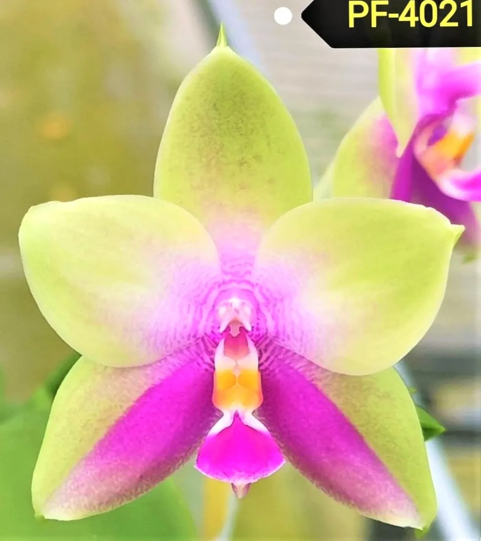 P. Profar Happy Beauty
