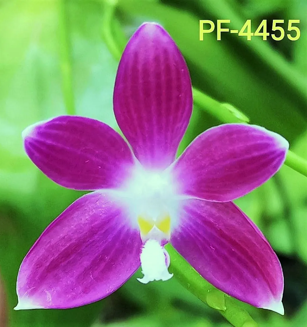 P. Speciosa 'PF'