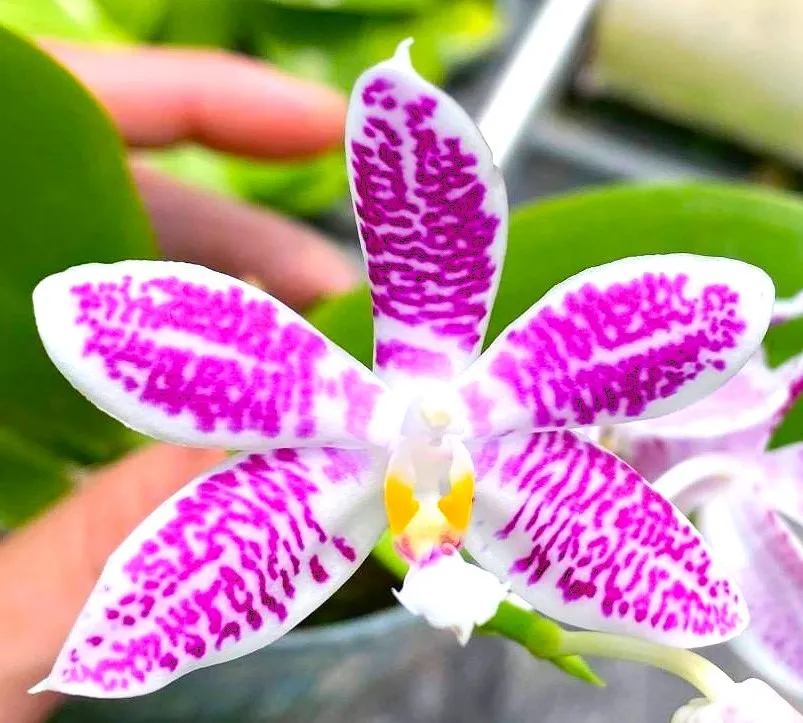 P. Profar Little Purple Stars