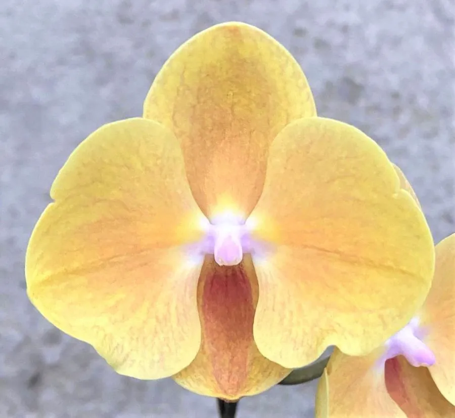 P. Profar Golden Flora