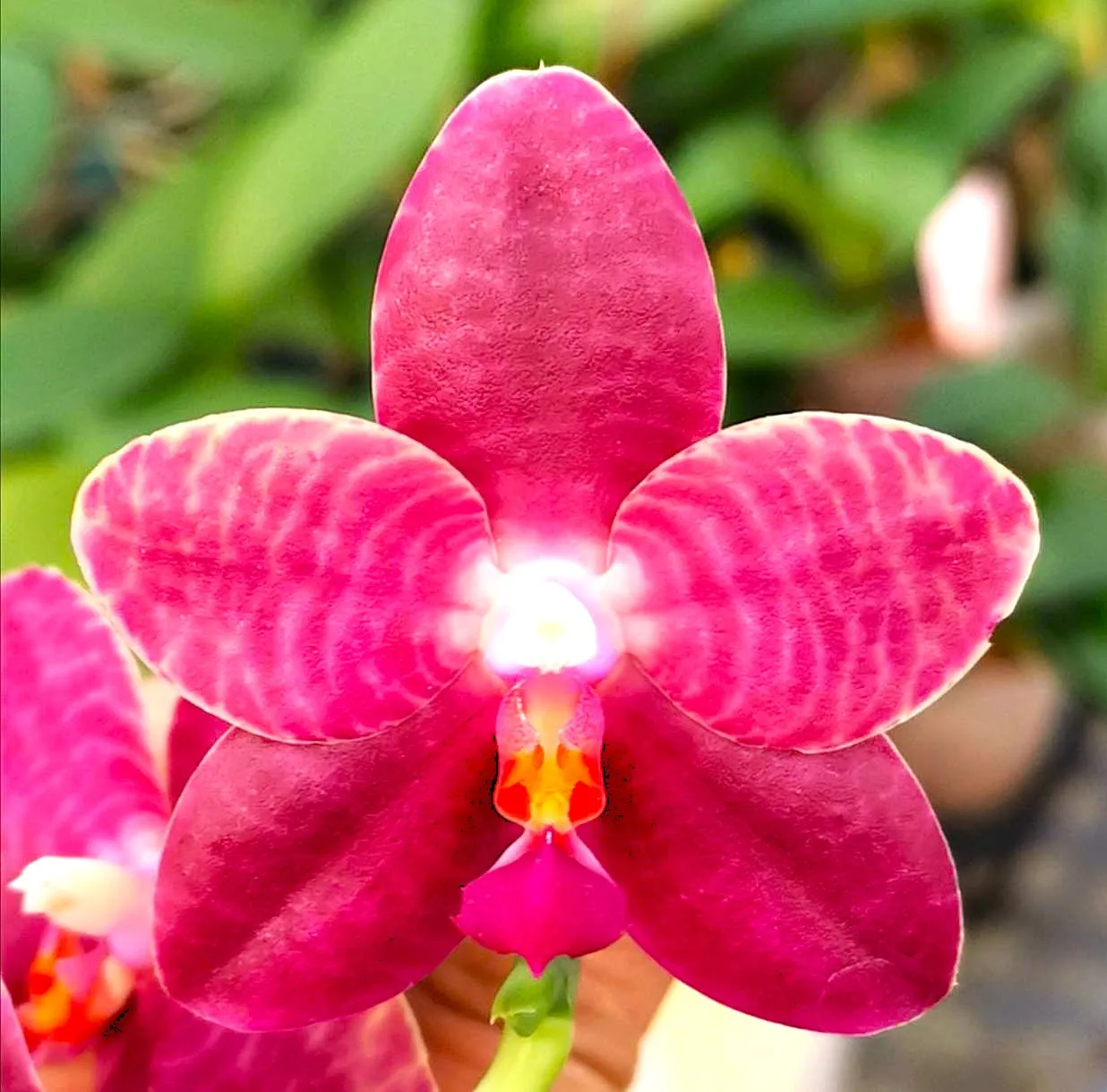 P. Profar Strawberry