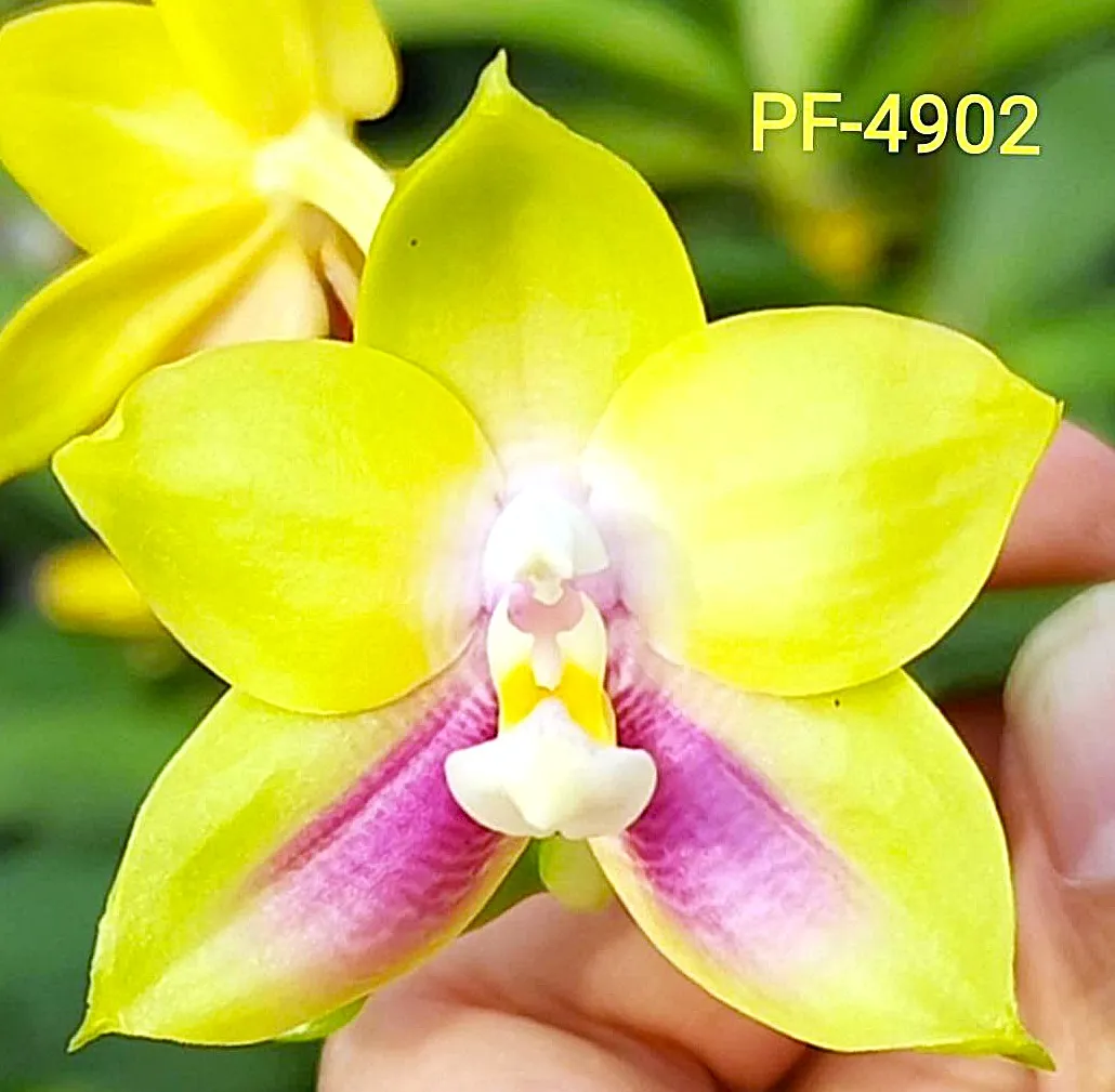 P. Profar Lemon Kiss