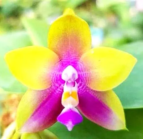 P. Profar Golden Rainbow
