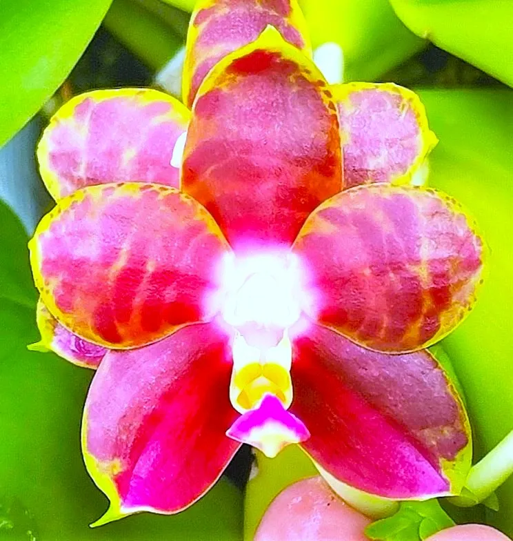 P. Profar Fantasia