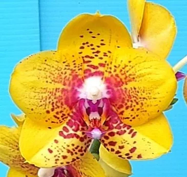 P. Profar Evergreen