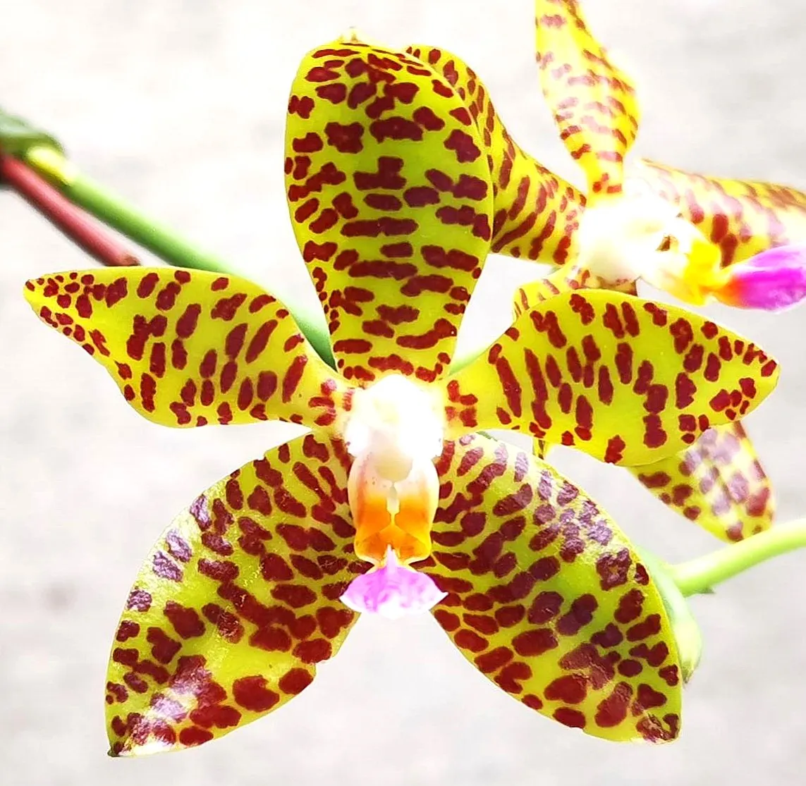 P. Profar Gigantea Fasciata