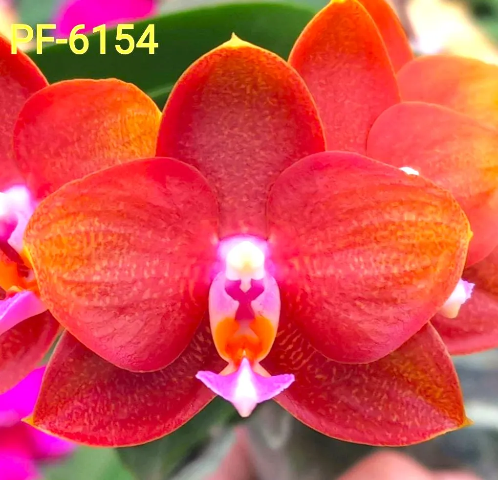 P. Profar Amber King