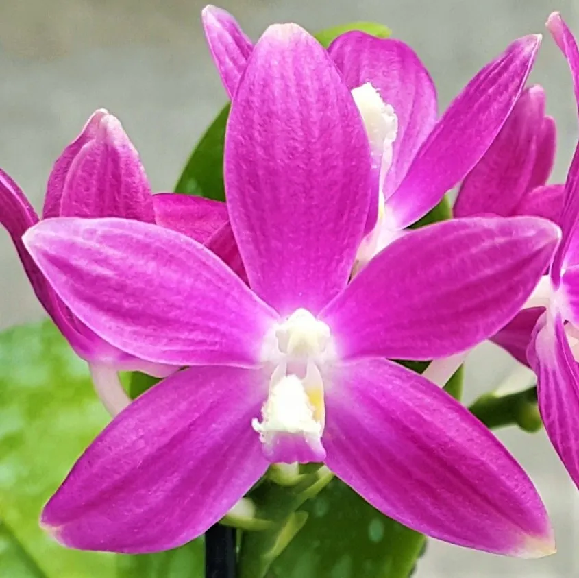 P. Speciosa 'PF'