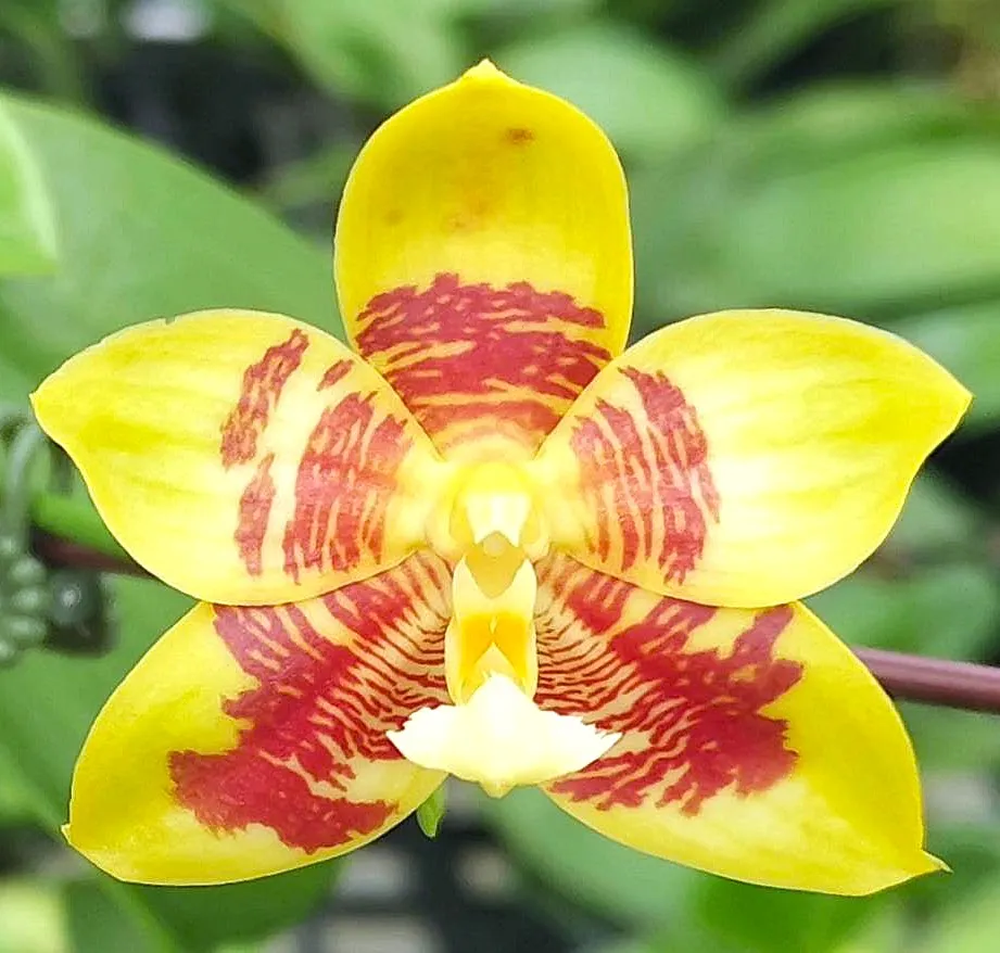 P. Profar Brown Candy