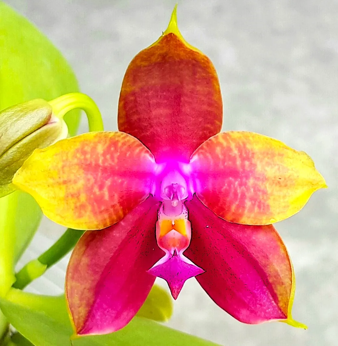 P. Profar Rainbow Stars