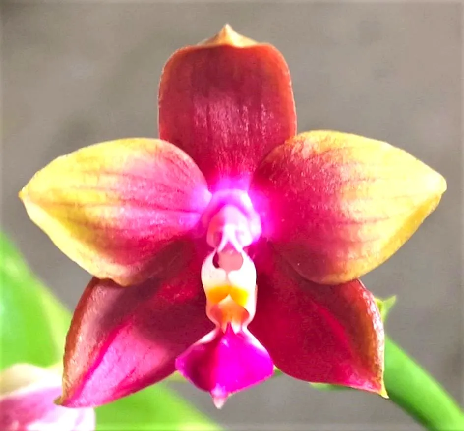 P. Profar Rainbow Dew