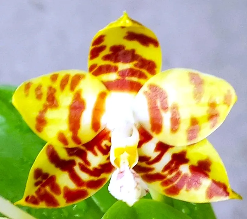 P. Profar Giga Tiger
