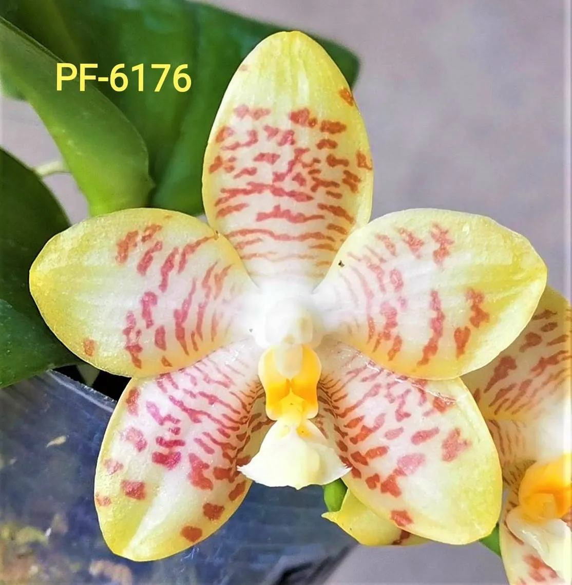 P. Profar Amber Jade