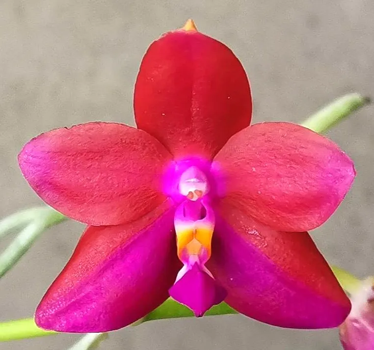 P. Profar Fire Heart