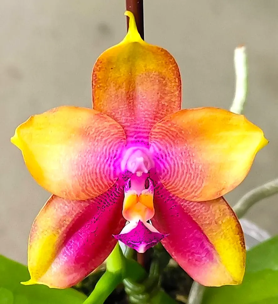 P. Profar Rainbow Bridge