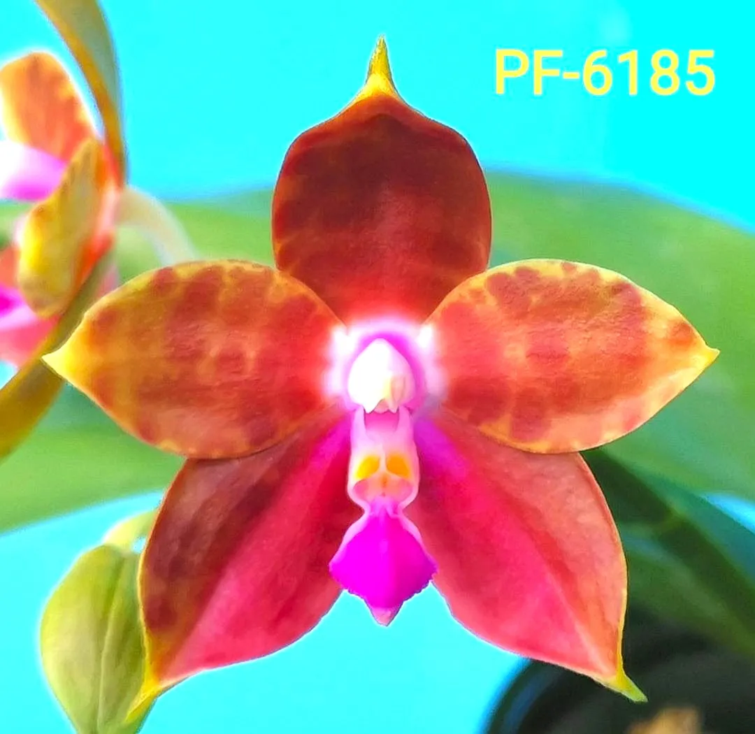 P. Profar Starship