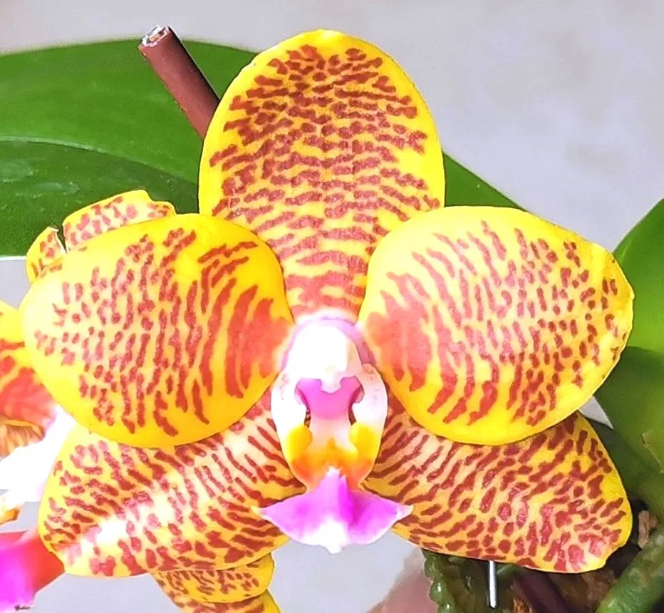 P. Profar Golden Cherry