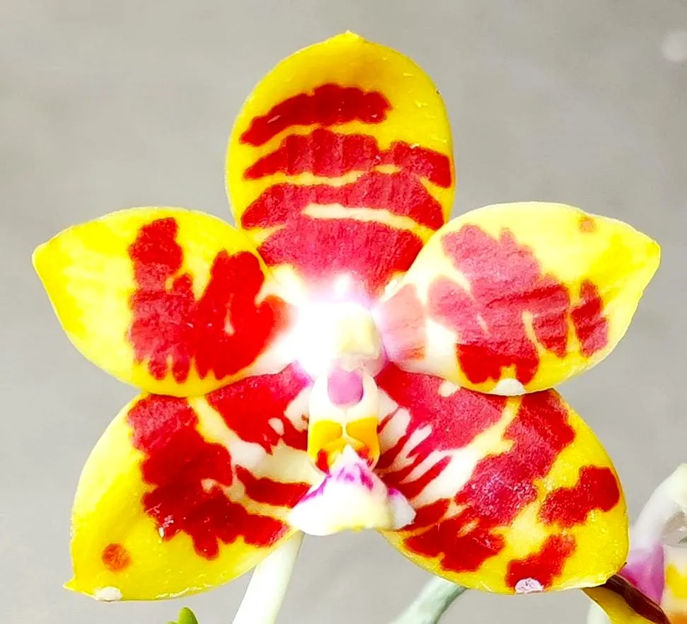P. Profar Zebra