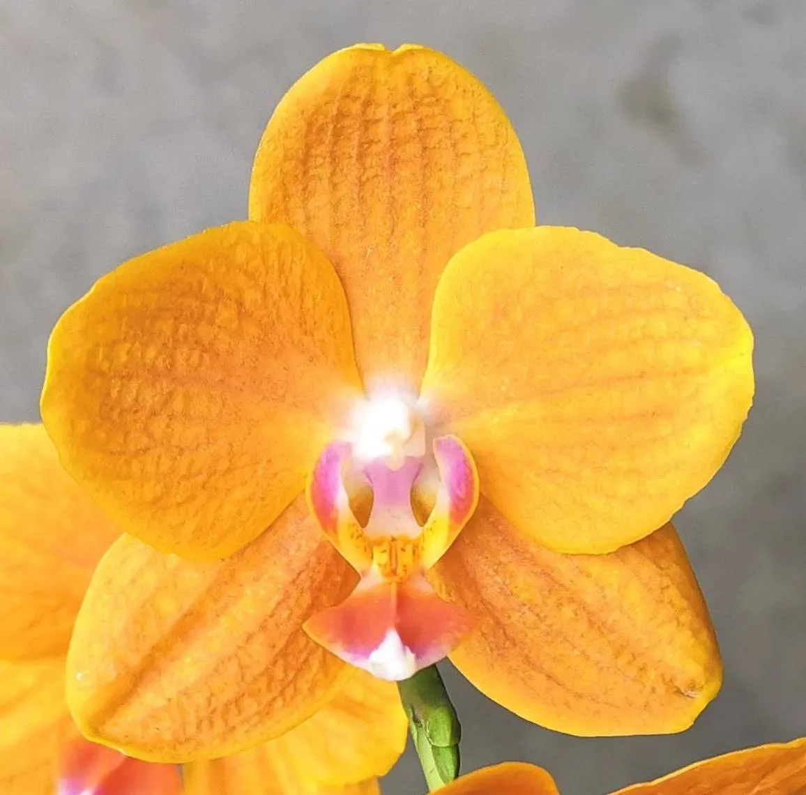 P. Profar Golden Dew
