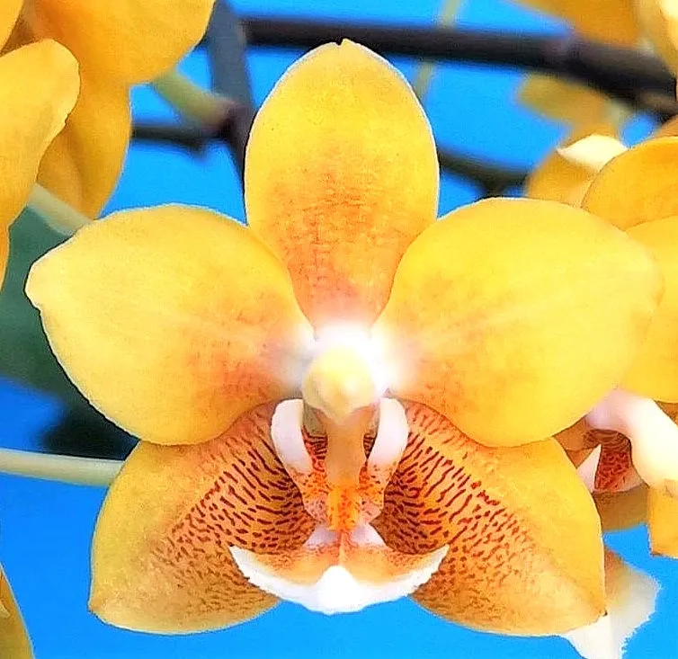 P. Profar Yellow Chocolate
