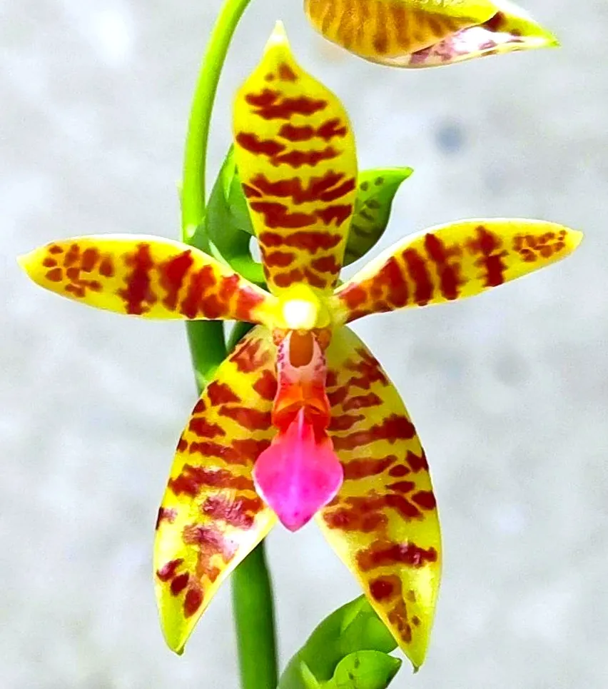P. Profar Maculata