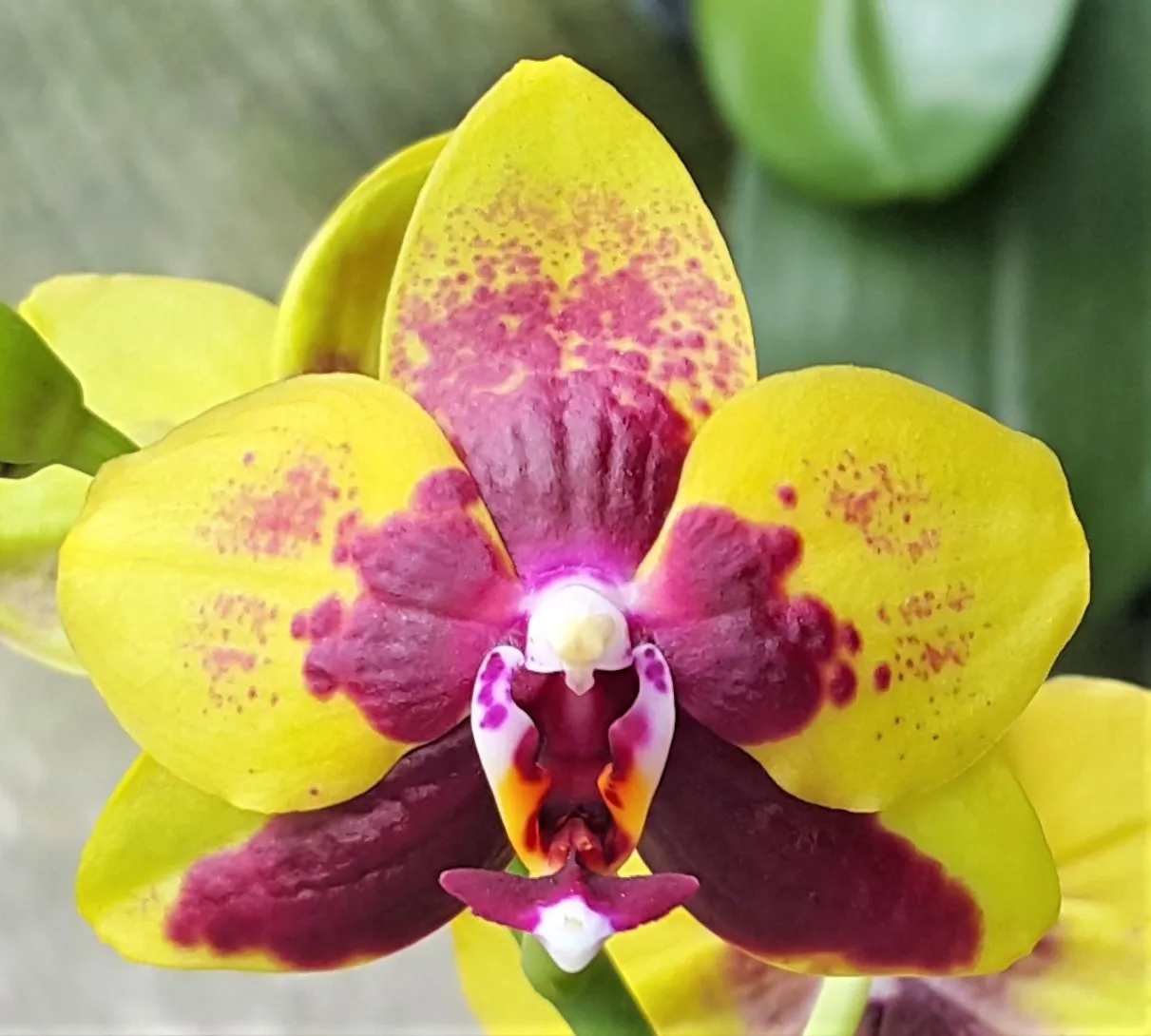 P. Profar Tiger Princess