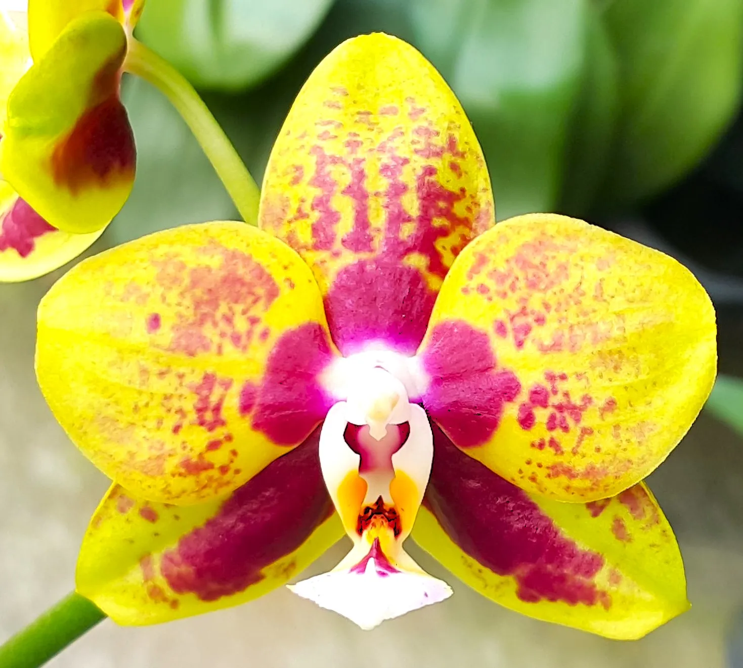 P. Profar Amber Stars