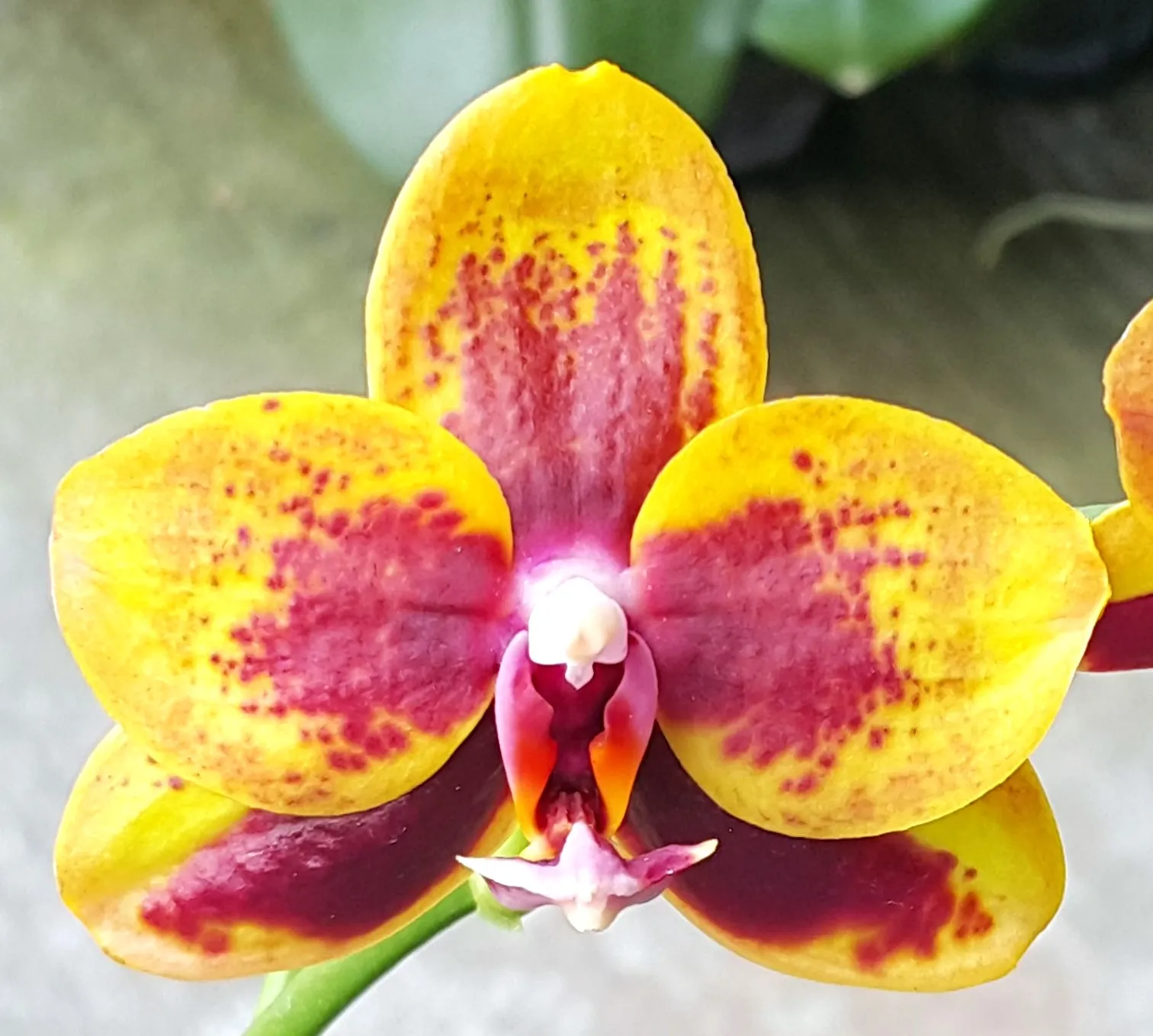 P. Profar Amber Kitty