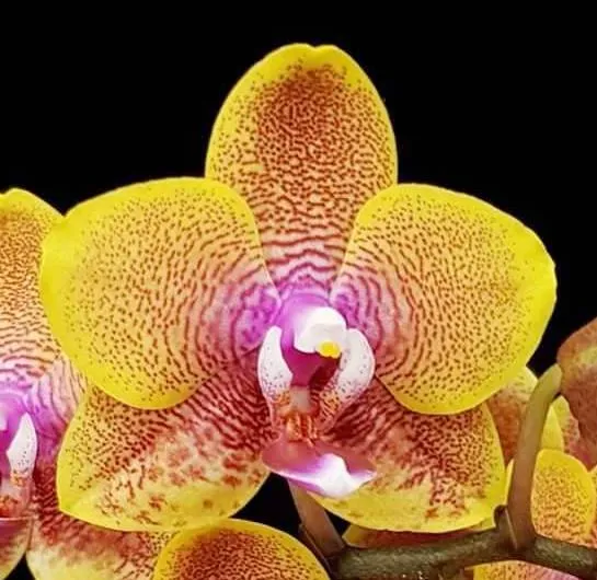 P. Lioulin Orange