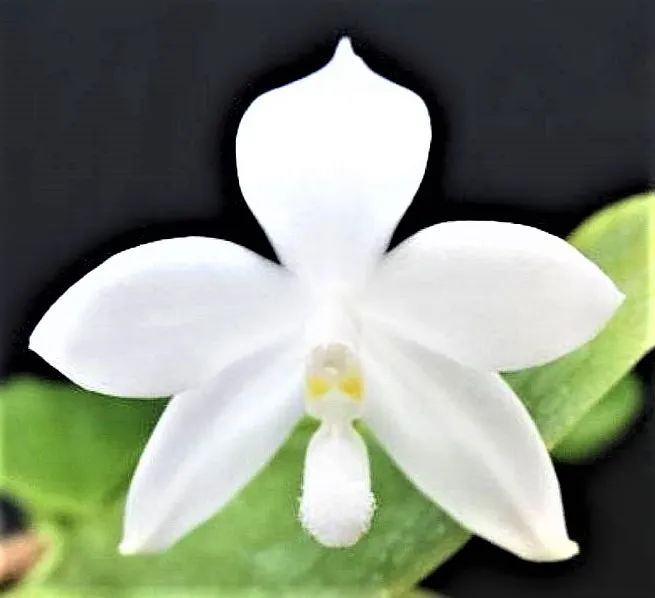 P. Profar Snow Star