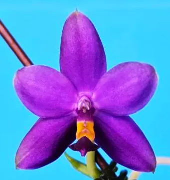 P. Violacea var. Coerulea
